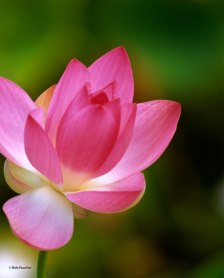 Lotus is a genus of legume that contains many dozens of species distributed world-wide. This specimen was photographed on Kauai...